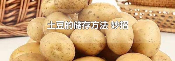 土豆的储存方法 妙招