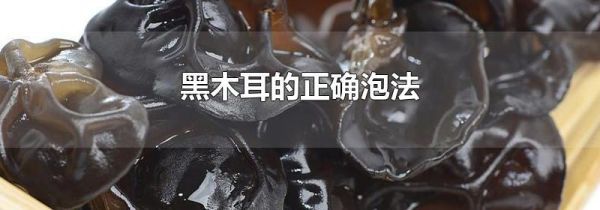 黑木耳的正确泡法
