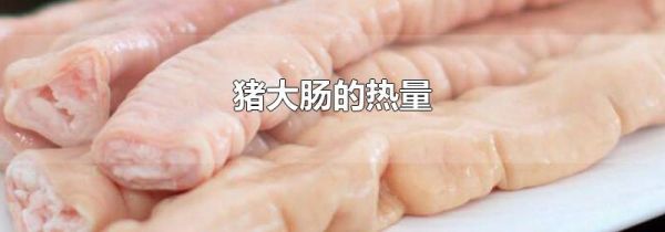 猪大肠的热量