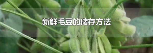 新鲜毛豆的储存方法