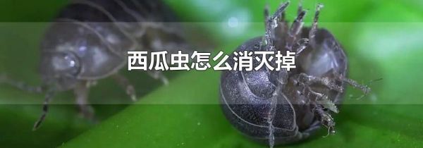 西瓜虫怎么消灭掉