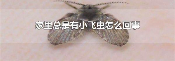 家里总是有小飞虫怎么回事