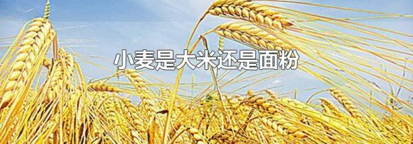 小麦是大米还是面粉