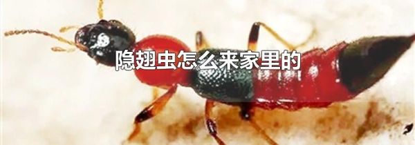 隐翅虫怎么来家里的