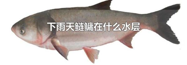 下雨天鲢鳙在什么水层