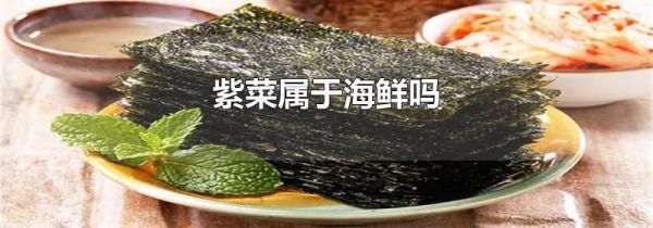 紫菜属于海鲜吗