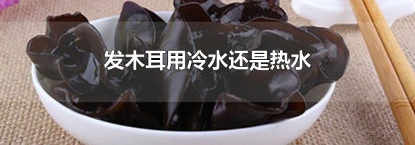 发木耳用冷水还是热水