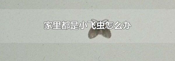 家里都是小飞虫怎么办