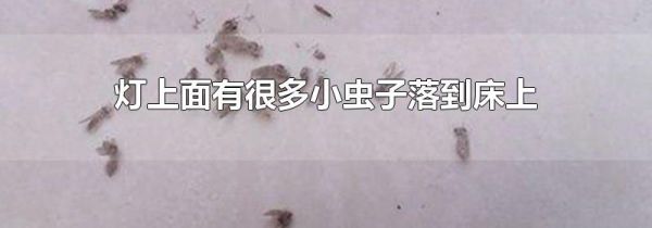灯上面有很多小虫子落到床上