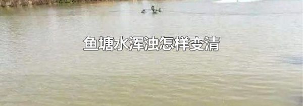 鱼塘水浑浊怎样变清