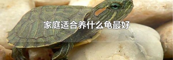 家庭适合养什么龟最好
