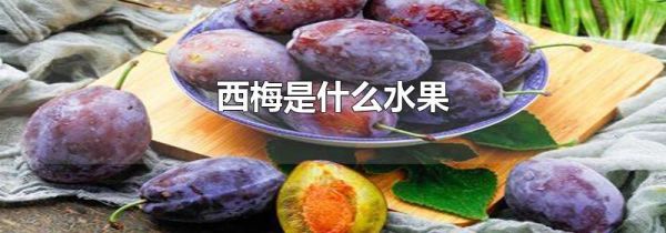 西梅是什么水果