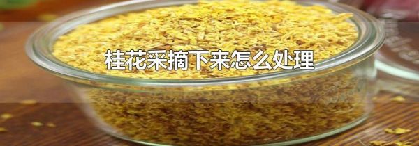 桂花采摘下来怎么处理