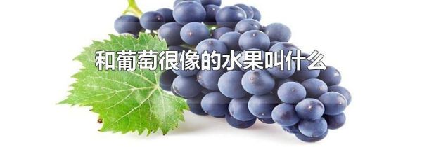 和葡萄很像的水果叫什么