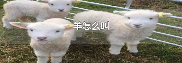 羊怎么叫
