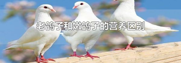 老鸽子和嫩鸽子的营养区别