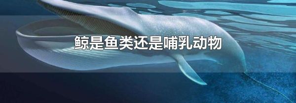 鲸是鱼类还是哺乳动物