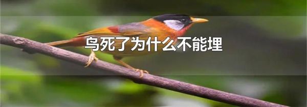 鸟死了为什么不能埋