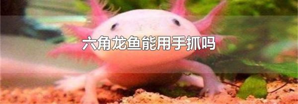 六角龙鱼能用手抓吗