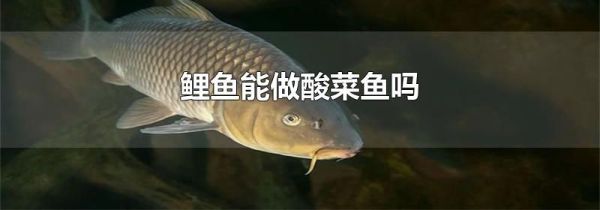 鲤鱼能做酸菜鱼吗