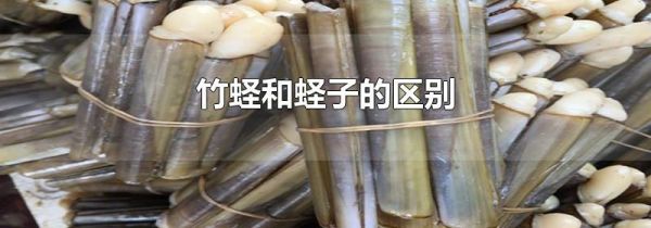 竹蛏和蛏子的区别