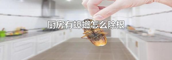 厨房有蟑螂怎么除根