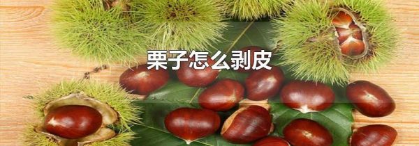栗子怎么剥皮