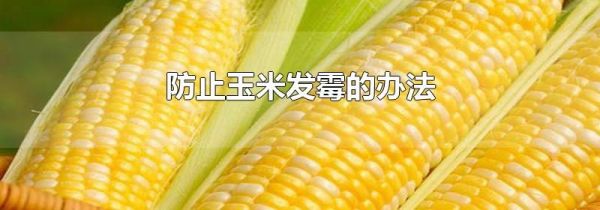 防止玉米发霉的办法