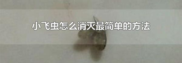 小飞虫怎么消灭最简单的方法