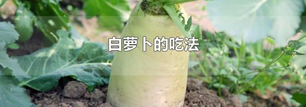 白萝卜的吃法