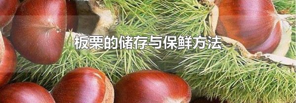 板栗的储存与保鲜方法