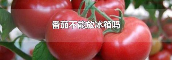 番茄不能放冰箱吗