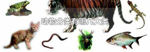动物分类有哪几大类
