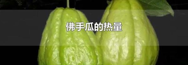 佛手瓜的热量