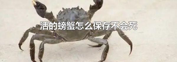 活的螃蟹怎么保存不会死