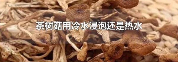 茶树菇用冷水浸泡还是热水