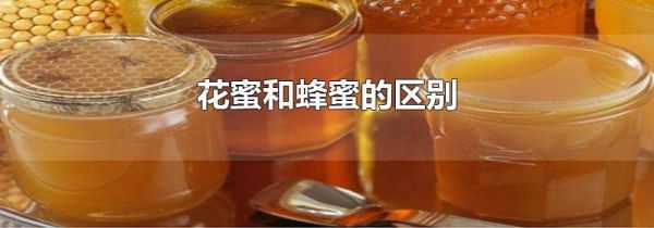 花蜜和蜂蜜的区别