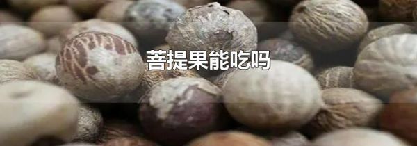 菩提果能吃吗