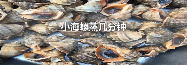 小海螺蒸几分钟
