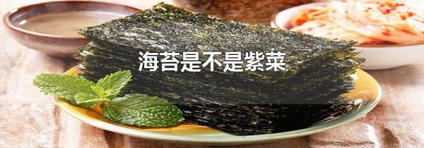 海苔是不是紫菜