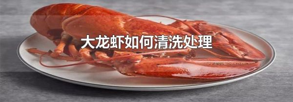 大龙虾如何清洗处理