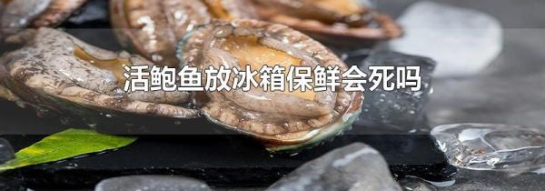 活鲍鱼放冰箱保鲜会死吗