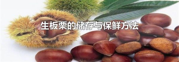 生板栗的储存与保鲜方法