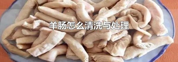 羊肠怎么清洗与处理