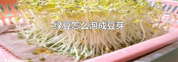 绿豆怎么泡成豆芽