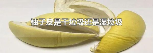 柚子皮是干垃圾还是湿垃圾