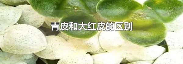 青皮和大红皮的区别