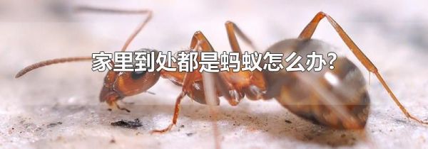 家里到处都是蚂蚁怎么办?