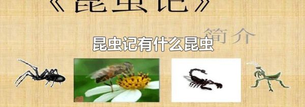昆虫记有什么昆虫