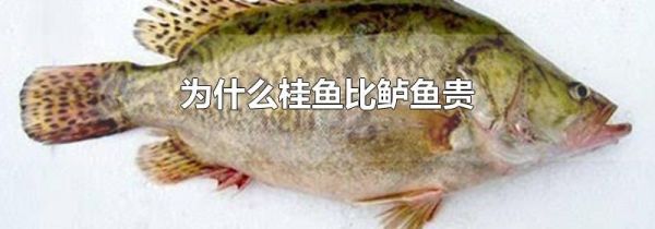 为什么桂鱼比鲈鱼贵